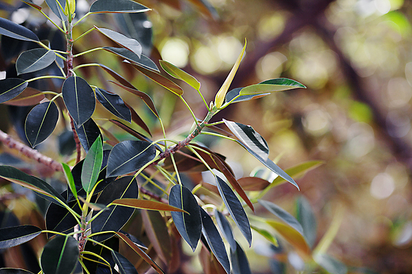 포토 JPG 해외이미지 나무 식물 디자인 섬 백그라운드 잎 꽃무늬 패턴 자연 안테나 사람없음 장식 가로 초록색 정원 봄 나뭇가지 만 떨어짐 숲 묘사 생물학 고무 노예 심기 엘리먼트 천진난만 파라다이스 해외202004 해외포토 계절 교육 꽃 컬러 컨셉 무늬 통신 모션 생태계 파일형식 이미지허브