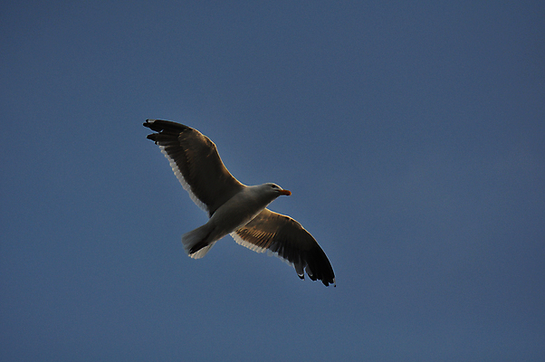 포토 JPG 해외이미지 종교 파도 바다 여행 백그라운드 발 자연 갈매기 조류 하늘 성공 안테나 이야기 사람없음 물 파란색 빛 태양 우주 희망 펼침 자유 덮개 흰색 비행 깃털 부리 비전 무료 쉬운 해외202004 해외포토 자연요소 동물 감정 컬러 컨셉 통신 모션 신체부위 뚜껑 생태계 파일형식 이미지허브