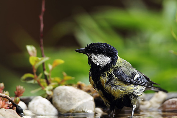 포토 JPG 해외이미지 동물 야생동물 자연 조류 수영장 사람없음 초록색 물 노란색 젖음 해외202004 해외포토 자연요소 컬러 생태계 파일형식 이미지허브