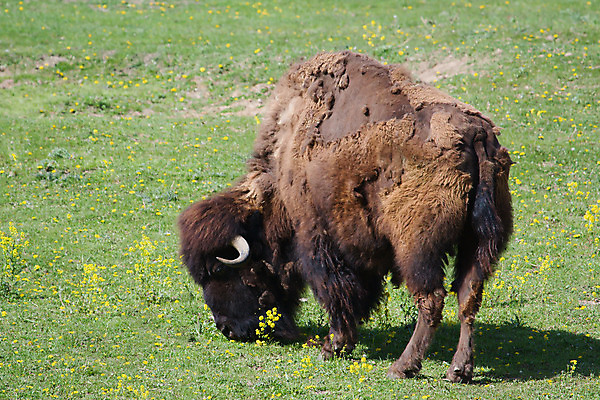 포토 JPG 해외이미지 공원 야생동물 자연 뿔 동물원 서기 사람없음 갈색 머리 큼 방목 모피 먹기 꼬리 해외202004 해외포토 동물 공공시설 컬러 모션 신체부위 축산업 크기 생태계 파일형식 이미지허브
