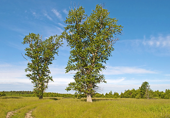 포토 JPG 해외이미지 나무 도로 길 지구 여행 밭 자연 하늘 날씨 풍경 사람없음 야외 목재 초록색 여름 파란색 맑음 침묵 시골 신선 가장자리 숲 오솔길 바퀴자국 러시아 먼지 지역 루트 미루나무 방법 옛날 수평선 해외202004 해외포토 식물 계절 유럽 컬러 농업 재료 교통시설 자국 소리 둘레 생태계 파일형식 이미지허브