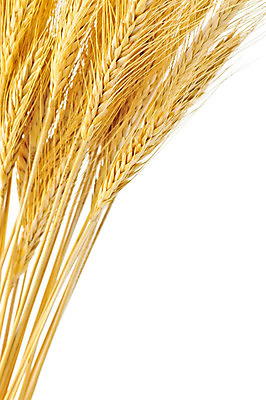 포토 JPG 해외이미지 식물 음식 줄기 백그라운드 농업 건강 잔디 사람없음 농작물 농장 노란색 수확 흰색 황금 닫기 볏짚 낟알 시리얼 밀 다발 묘사 보따리 보리 귀 섬유 밀짚 내추럴 고립 밭일 숙성 작살 호밀 해외202004 해외포토 산업 컬러 모션 곡류 신체부위 직물 짚 파일형식 이미지허브