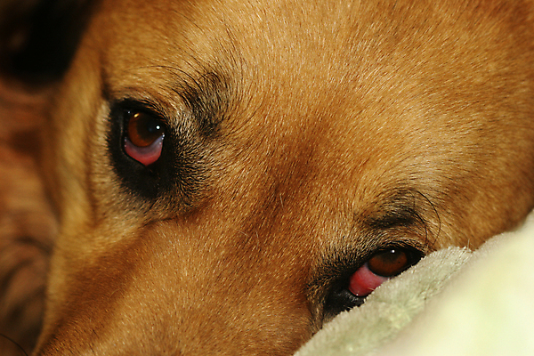 포토 JPG 해외이미지 행복 피곤 사람없음 반려동물 황금 개 리트리버 송곳니 동반자 해외202004 해외포토 동물 감정 컨셉 포유류 치아 파일형식 이미지허브