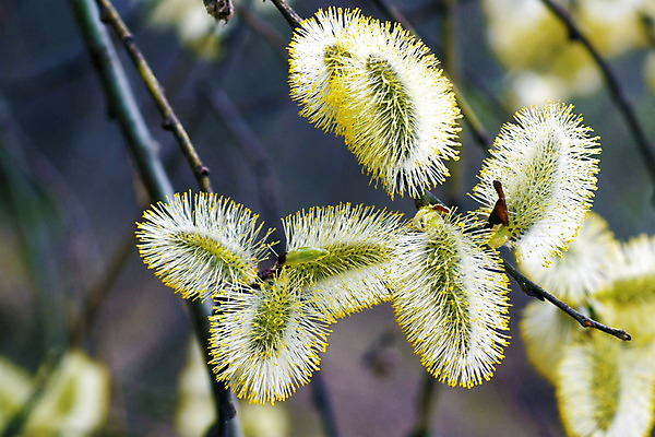 포토 JPG 해외이미지 나무 식물 계절 공원 꽃 백그라운드 자연 휴가 부활절 사람없음 갈색 노란색 우주 정원 맑음 고양이 봄 성장 벚꽃 흰색 나뭇가지 개화 막대기 4월 버드나무 묘사 꽃가루 솜털 내추럴 알레르기 해외202004 해외포토 공공시설 기념일 컬러 포유류 날씨 반려동물 날짜 질병 가루 생태계 파일형식 이미지허브