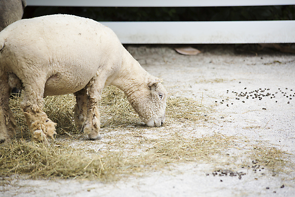 포토 JPG 해외이미지 동물 1 응시 과학 백그라운드 겨울 밭 농업 포유류 자연 털 사람없음 야외 농장 농사 가축 다양 흰색 자녀 시골 양 볏짚 방목 먹기 호기심 생물학 부드러움 양고기 노려봄 내추럴 외양간 양모 양털 천진난만 초식 혼자 카피스페이스 해외202004 해외포토 시선 계절 교육 감정 산업 컬러 다수 컨셉 모션 표정 육류 공백 직물 감각 짚 축산업 생태계 파일형식 이미지허브