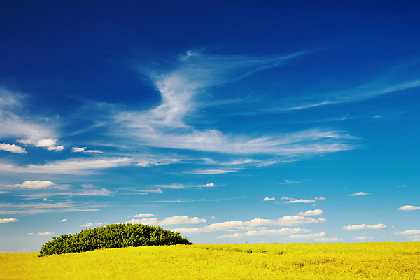 포토 JPG 해외이미지 식물 구름 꽃 컨셉 밭 자연 하늘 추상 풍경 사람없음 초록색 여름 파란색 빛 햇빛 농장 농경지 노란색 환경 맑음 침묵 봄 벚꽃 개화 분위기 밭일 생태학 평야 해외202004 해외포토 자연요소 계절 교육 컬러 무늬 농업 날씨 태양 소리 생태계 파일형식 이미지허브