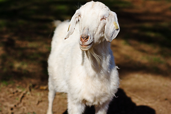 포토 JPG 해외이미지 동물 구름 어린이 바다 밭 농업 포유류 청소년 자연 하늘 새로움 따뜻함 육류 사람없음 야외 초록색 여름 파란색 농장 환경 가축 봄 흰색 시골 아기 양 소 군중 농부 귀 장면 양고기 내추럴 양모 돌봄 밭일 양털 천진난만 해외202004 해외포토 자연요소 직업 계절 산업 컬러 컨셉 식재료 모션 사람 신체부위 직물 생태계 파일형식 이미지허브
