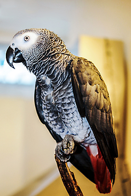 포토 JPG 해외이미지 응시 백그라운드 신체 발 조류 실내 말하기 성인 사람없음 목재 빨간색 반려동물 머리 회색 나뭇가지 닫기 소프트포커스 가득함 스마트 피부 깃털 만족 호기심 꼬리 부리 앵무새 부드러움 발톱 지능 콩고 해외202004 해외포토 나무 동물 시선 감정 컬러 컨셉 재료 모션 아프리카 촬영기법 사람 내부 신체부위 감각 파일형식 이미지허브