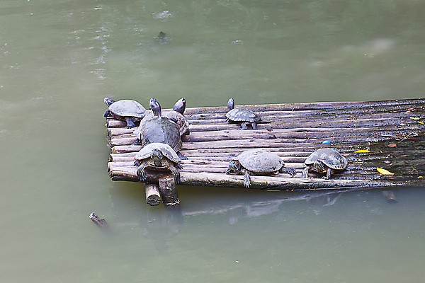 포토 JPG 해외이미지 동물 호수 가족 파충류 자연 휴식 함께함 사람없음 강 우주 거북이 습지 생물학 느림 등딱지 해외202004 해외포토 교육 컨셉 관계 생태계 파일형식 이미지허브