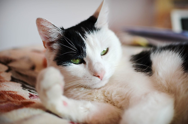 포토 JPG 해외이미지 동물 1 응시 분홍색 포유류 털 실내 사람없음 초록색 반려동물 머리 검은색 고양이 흰색 코 거짓말 혼자 해외202004 해외포토 시선 컬러 내부 신체부위 파일형식 이미지허브