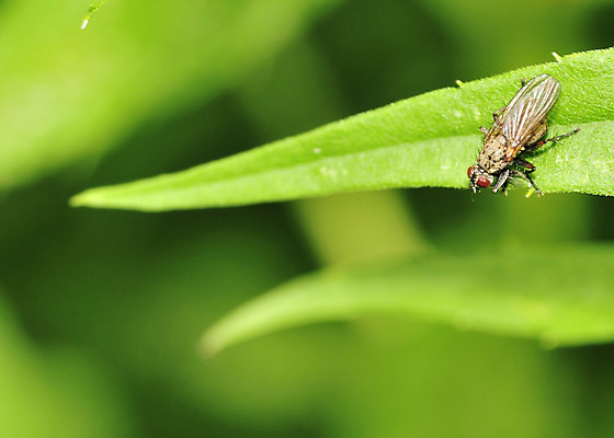 포토 JPG 해외이미지 야생동물 곤충 자연 사람없음 야외 초록색 습지 해외202004 해외포토 동물 컬러 생태계 파일형식 이미지허브