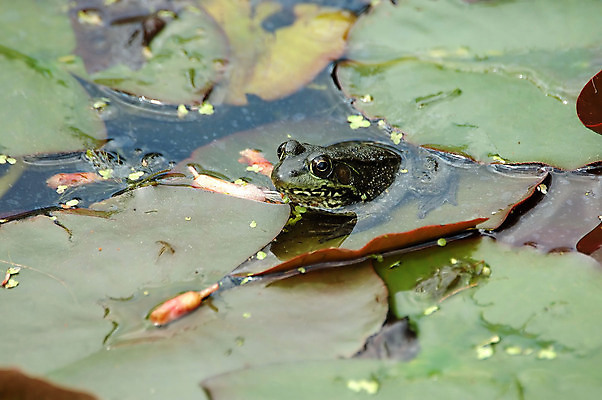 포토 JPG 해외이미지 동물 야생동물 자연 개구리 양서류 사람없음 연못 동물상 해외202004 해외포토 조형물 생태계 파일형식 이미지허브