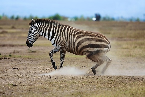 포토 JPG 해외이미지 동물 공원 야생동물 여행 밭 포유류 아프리카 자연 풍경 사람없음 파란색 환경 검은색 줄무늬 게임 흰색 그룹 군중 큼 사파리 얼룩말 케냐 마사이족 사바나 세렝게티 전국 탄자니아 해외202004 해외포토 공공시설 나라 컬러 무늬 농업 놀이 사람 말_동물 크기 생태계 파일형식 이미지허브