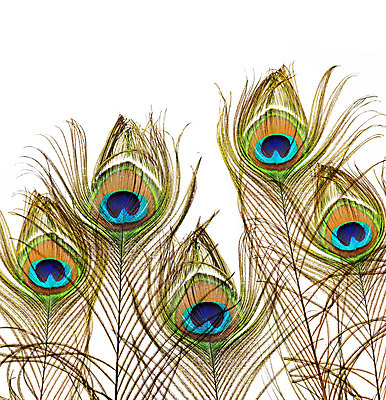 포토 JPG 해외이미지 동물 디자인 남자 야생동물 백그라운드 패턴 자연 조류 미술 사람없음 장식 초록색 빛 컬러풀 노란색 치킨 흰색 우아함 공작 깃털 오브젝트 질감 꼬리 솜털 수탉 고립 이국적 해외202004 해외포토 컬러 컨셉 무늬 문화예술 사람 닭 수컷 생태계 닭고기요리 파일형식 이미지허브