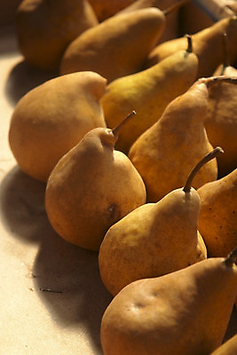 포토 JPG 해외이미지 식물 음식 과일 자연 건강 사람없음 정원 성장 신선 맛 숙성 해외202004 해외포토 컨셉 생태계 파일형식 이미지허브