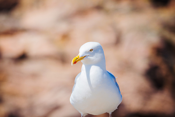 포토 JPG 해외이미지 동물 1 바다 백그라운드 컨셉 날개 자연 갈매기 조류 하늘 사람없음 여름 파란색 우주 흰색 깃털 고립 해외202004 해외포토 계절 컬러 생태계 파일형식 이미지허브