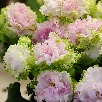 포토 JPG 해외이미지 식물 디자인 꽃잎 꽃 분홍색 꽃다발 백그라운드 잎 꽃무늬 패턴 자연 주택 취미 사람없음 내부 장식 초록색 컬러풀 정원 보라색 놀람 봄 벚꽃 신선 냄비 제비꽃 묘사 원예 내추럴 심기 영원 해외202004 해외포토 계절 감정 컬러 무늬 모션 표정 건물 솥 생태계 파일형식 이미지허브