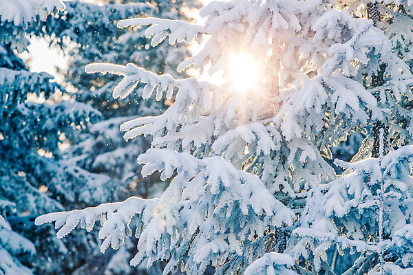 포토 JPG 해외이미지 모양 나무 계절 행복 여행 백그라운드 크리스마스 겨울 자연 하늘 날씨 휴가 새로움 산 기념 프레임 요정 미술 풍경 사람없음 야외 목재 파란색 빛 태양 얼음 축제 회색 추위 흰색 축하 소나무 신용카드 눈송이 숲 12월 연도 서리 전나무 1월 폭설 눈내림 해외202004 해외포토 자연요소 식물 기념일 감정 컬러 컨셉 재료 문화예술 눈_날씨 금융 날짜 자연재해 생태계 파일형식 이미지허브