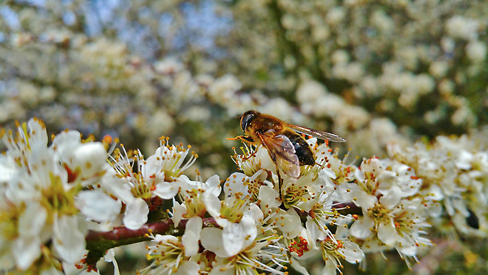 포토 JPG 해외이미지 나무 식물 꽃 곤충 자연 사람없음 야외 햇빛 정원 흰색 꿀 벌집 해외202004 해외포토 동물 컬러 태양 생태계 파일형식 이미지허브