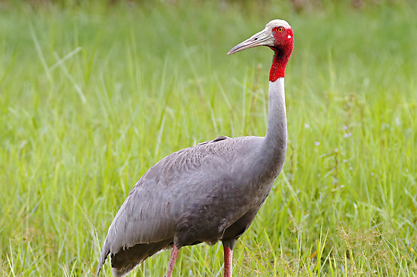 포토 JPG 해외이미지 나무 동물 여자 남자 아시아 얼굴 야생동물 백그라운드 날개 자연 조류 사람없음 야외 목재 가로 초록색 컬러풀 머리 환경 나뭇가지 막대기 닫기 숲 깃털 기중기 꼬리 부리 서식지 생태학 이국적 해외202004 해외포토 식물 교육 나라 컬러 재료 모션 사람 신체부위 중장비 생태계 파일형식 이미지허브