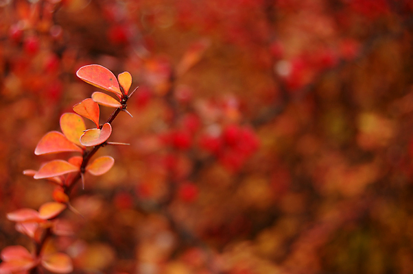 포토 JPG 해외이미지 모양 나무 식물 디자인 계절 공원 백그라운드 단풍 잎 캐나다 패턴 오렌지 자연 벽지 건조 사람없음 야외 목재 빨간색 초록색 컬러풀 햇빛 노란색 환경 침묵 가을 나뭇가지 황금 숲 9월 11월 질감 10월 내추럴 고립 옛날 해외202004 해외포토 공공시설 컬러 북아메리카 무늬 과일 재료 태양 소리 날짜 생태계 파일형식 이미지허브