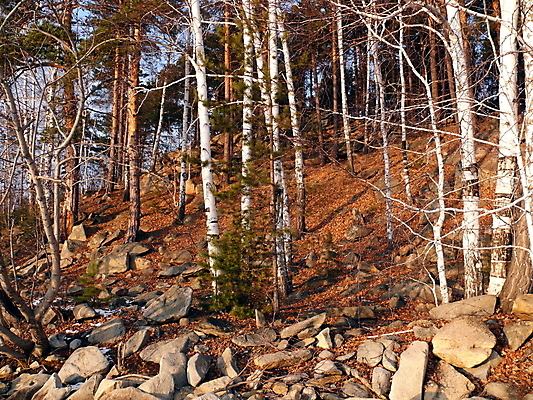 포토 JPG 해외이미지 나무 구름 계절 공원 섬 여행 백그라운드 겨울 밭 자연 하늘 날씨 휴가 풍경 사람없음 야외 초록색 빛 냉동 얼음 침묵 일몰 추위 바위 흰색 나뭇가지 시골 소나무 숲 그림 서리 장면 암초 자작나무 눈보라 내추럴 눈내림 해외202004 해외포토 자연요소 식물 공공시설 컬러 농업 눈_날씨 노을 소리 돌_바위 생태계 파일형식 이미지허브