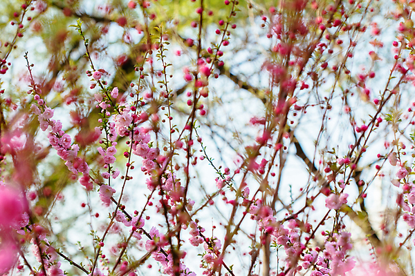 포토 JPG 해외이미지 나무 식물 계절 꽃잎 꽃 분홍색 백그라운드 잎 꽃무늬 오렌지 과일 자연 휴가 새로움 풍경 사람없음 장식 빨간색 초록색 태양 농장 우주 정원 맑음 봄 벚꽃 흰색 나뭇가지 개화 닫기 큼 과수원 연도 심볼 복숭아 자두 내추럴 고립 옛날 해외202004 해외포토 자연요소 컬러 컨셉 무늬 농업 모션 날씨 크기 생태계 파일형식 이미지허브