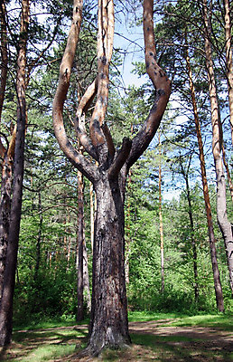 포토 JPG 해외이미지 나무 식물 줄기 잎 자연 풍경 사람없음 야외 초록색 여름 환경 힘 활발 성장 나뭇가지 거친 고독 숲 신비 잡동사니 옛날 해외202004 해외포토 계절 감정 컬러 컨셉 생태계 파일형식 이미지허브