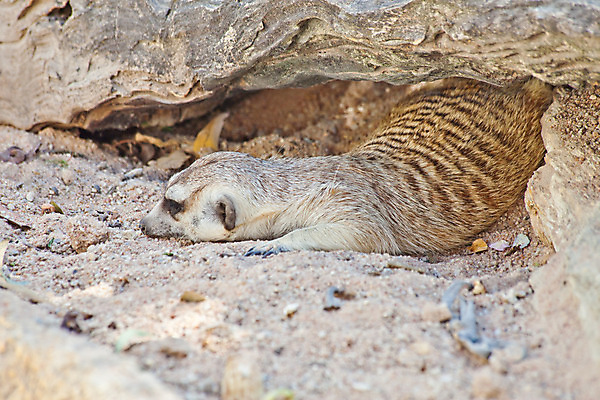 포토 JPG 해외이미지 동물 응시 남자 지구 포즈 포유류 아프리카 자연 엄마 생물 서기 경비 사람없음 사막 입 보호 작음 검색 육식동물 주둥이 남쪽 경보 남아프리카 미어캣 생태학 칼라하리 해외202004 해외포토 시선 교육 나라 컨셉 가족 모션 안전 사람 신체부위 크기 방향 생태계 파일형식 이미지허브