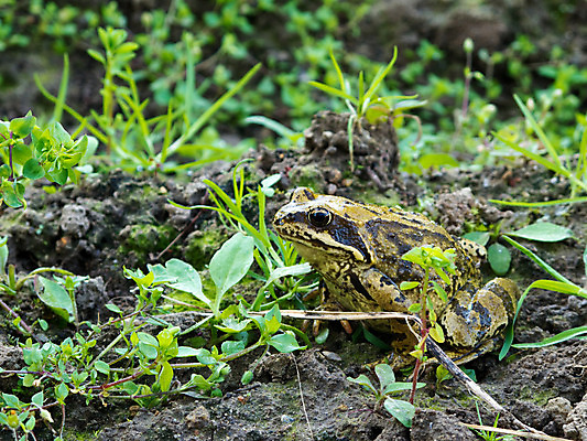 포토 JPG 해외이미지 동물 야생동물 자연 개구리 양서류 사람없음 야외 초록색 갈색 시골 보호 멸종 해외202004 해외포토 컬러 컨셉 생태계 파일형식 이미지허브