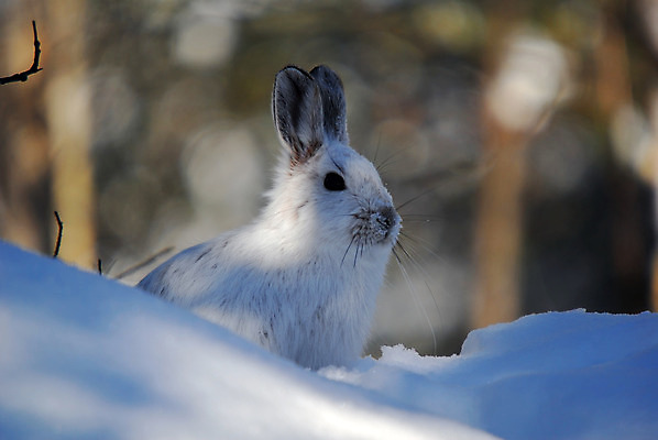포토 JPG 해외이미지 주간 한마리 응시 겨울 사람없음 야외 아웃포커스 눈 토끼 흰토끼 해외포토 자연요소 1 시선 계절 포유류 날씨 촬영기법 반려동물 파일형식 이미지허브