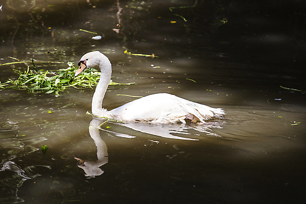 포토 JPG 해외이미지 동물 계절 공원 호수 야생동물 백그라운드 겨울 자연 조류 사랑 사람없음 야외 물 파란색 빛 강 반사 평화 환경 수영 일몰 흰색 연못 우아함 심볼 순수 깃털 묘사 부리 백조 목 벙어리 해외202004 해외포토 자연요소 공공시설 감정 컬러 컨셉 신체부위 노을 수상스포츠 생태계 파일형식 이미지허브