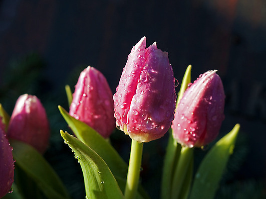 포토 JPG 해외이미지 식물 전통 계절 꽃잎 꽃 분홍색 여행 꽃무늬 밭 농업 전구 자연 부활절 발렌타인데이 풍경 사람없음 여름 컬러풀 햇빛 농장 여행객 보라색 봄 활발 튤립 성장 벚꽃 물방울 시골 신선 이슬 네덜란드 원예 조경 장면 멀티 해외202004 해외포토 기념일 유럽 산업 컬러 컨셉 무늬 데이이벤트 사람 취미 태양 생태계 파일형식 이미지허브