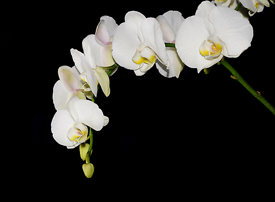 포토 JPG 해외이미지 식물 디자인 꽃잎 꽃 선 백그라운드 꽃무늬 패턴 자연 휴가 발렌타인데이 건강 선물 사랑 미술 사람없음 장식 초록색 파란색 빛 스파 봄 벚꽃 흰색 나뭇가지 신선 난초 모서리 심볼 순수 보케 호접란 고립 블러 이국적 파스텔톤 해외202004 해외포토 나무 계절 감정 컬러 컨셉 무늬 데이이벤트 문화예술 생태계 파일형식 이미지허브