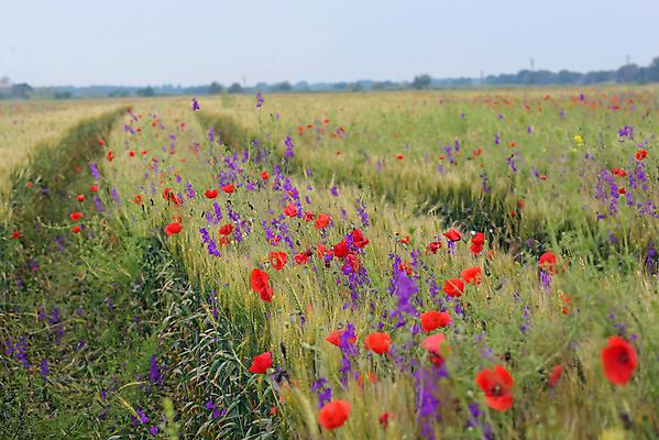 포토 JPG 해외이미지 계절 꽃 줄기 잎 밭 농업 자연 풍경 사람없음 야외 빨간색 초록색 여름 파란색 빛 햇빛 태양 머리 일출 일몰 봄 활발 성장 시골 뜨거움 선택 6월 장면 양귀비 내추럴 전경 해외202004 해외포토 자연요소 식물 산업 컬러 컨셉 신체부위 노을 날짜 생태계 파일형식 탑뷰 이미지허브