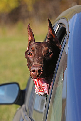 포토 JPG 해외이미지 동물 응시 여행 창문 자동차 경비 사람없음 야외 옆모습 반려동물 운전 개 강아지 승차 사냥개 승객 해외202004 해외포토 시선 육상교통 뷰포인트 포유류 모션 안전 보호 파일형식 이미지허브