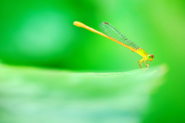 포토 JPG 해외이미지 공원 꽃 곤충 백그라운드 날개 자연 사람없음 초록색 정원 해충 벌레 잠자리 보케 해외202004 해외포토 식물 동물 공공시설 컬러 생태계 파일형식 이미지허브