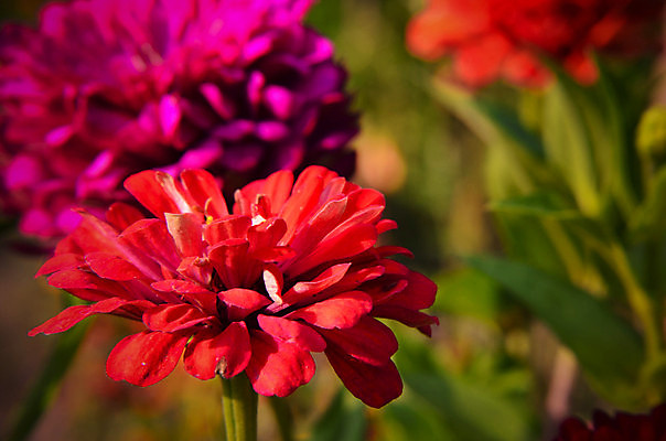 포토 JPG 해외이미지 식물 계절 공원 꽃잎 꽃 분홍색 곤충 백그라운드 잎 꽃무늬 패턴 밭 오렌지 자연 국화 풍경 사람없음 야외 장식 빨간색 초록색 여름 컬러풀 노란색 정원 봄 활발 벚꽃 흰색 신선 개화 우아함 원예 향기 아로마 내추럴 해외202004 해외포토 동물 공공시설 컬러 컨셉 무늬 농업 과일 취미 생태계 냄새 파일형식 이미지허브