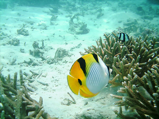 포토 JPG 해외이미지 동물 바다 여행 나비 자연 휴가 이집트 어류 가면 사람없음 빨간색 물 파란색 컬러풀 노란색 검은색 수중 거품 탐험 산호 다이빙 암초 몰디브 소금물 식민지 이국적 해외202004 해외포토 자연요소 아시아 컬러 곤충 아프리카 수영 수중동물 자포동물 생태계 수중스포츠 파일형식 이미지허브