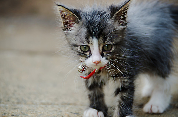 포토 JPG 해외이미지 동물 응시 포즈 신체 포장 포유류 자연 놀이 생물 수염 털 건강 사람없음 야외 반려동물 머리 정원 고양이 가축 줄무늬 표현 아기 달콤 작음 모피 호기심 귀 솜털 해외202004 해외포토 시선 감정 컨셉 무늬 사람 신체부위 맛 크기 생태계 파일형식 이미지허브