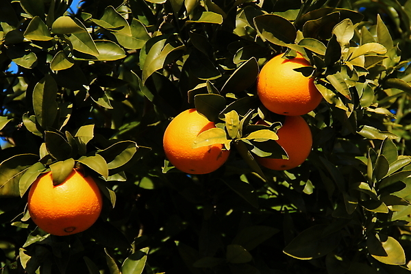 포토 JPG 해외이미지 유럽 음식 여행 오렌지 과일 휴가 귤 건강 사람없음 주스 신선 스페인 달콤 맛 먹기 상쾌 내추럴 발렌시아 숙성 해외202004 해외포토 감정 나라 음료 컨셉 모션 파일형식 이미지허브