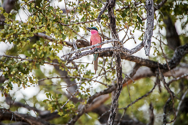포토 JPG 해외이미지 동물 야생동물 여행 아프리카 자연 조류 휴가 사람없음 야외 컬러풀 황무지 보호 숲 사파리 철새 남쪽 동물상 보호구역 사바나 이국적 전국 해외202004 해외포토 나라 컬러 컨셉 조형물 방향 생태계 구역 파일형식 이미지허브