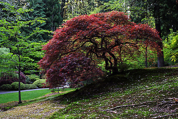 포토 JPG 해외이미지 나무 공원 종교 길 선 여행 단풍 잎 불교 자연 휴가 휴식 사람없음 빨간색 초록색 조각상 반사 평화 정원 일본 침묵 산책로 연못 사찰 명상 방문 사당 해외202004 해외포토 식물 공공시설 아시아 컬러 컨셉 종교건축 조형물 소리 생태계 파일형식 이미지허브