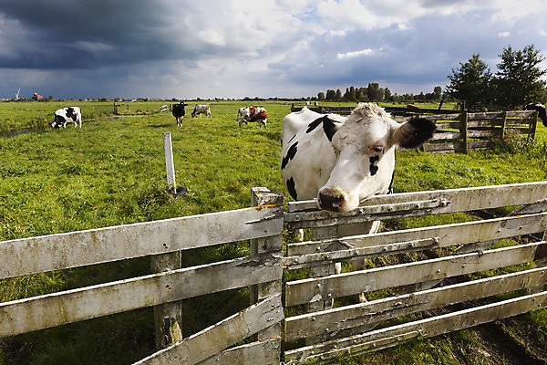 포토 JPG 해외이미지 동물 구름 밭 농업 포유류 자연 하늘 날씨 풍경 사람없음 야외 초록색 울타리 농장 맑음 검은색 어둠 가축 흰색 시골 소 땅 네덜란드 해외202004 해외포토 자연요소 유럽 산업 컬러 담장 생태계 파일형식 이미지허브