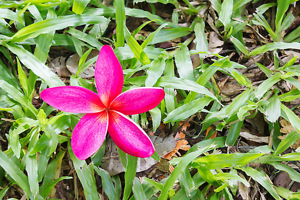 포토 JPG 해외이미지 공원 꽃 백그라운드 자연 바닥 사람없음 초록색 여름 우주 보라색 봄 벚꽃 가을 신선 달콤 제비꽃 싱글 지역 해외202004 해외포토 식물 계절 공공시설 컬러 맛 생태계 파일형식 이미지허브