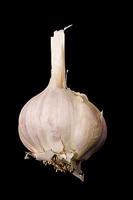 포토 JPG 해외이미지 음식 채소 전구 마늘 사람없음 양념 맛 허브 향신료 향 해외202004 해외포토 식물 컨셉 향미료 파일형식 이미지허브