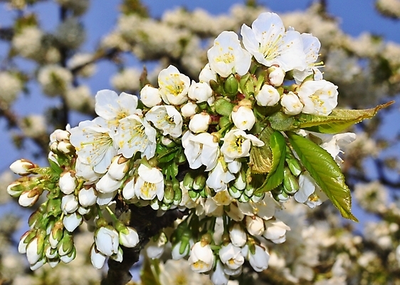 포토 JPG 해외이미지 나무 식물 계절 꽃잎 꽃 잎 자연 사람없음 야외 봄 벚꽃 흰색 신선 체리 해외202004 해외포토 컬러 과일 생태계 파일형식 이미지허브