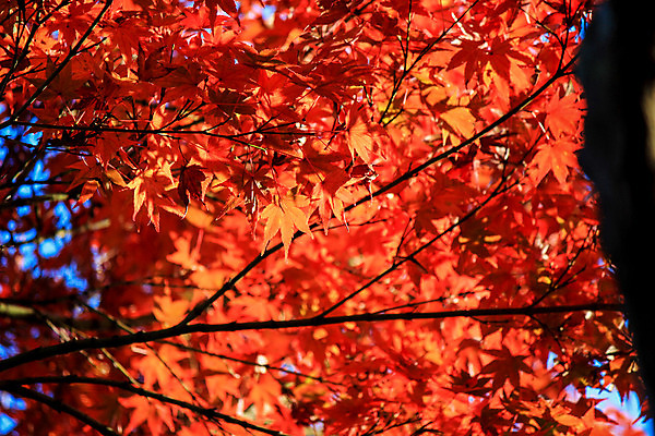 포토 JPG 해외이미지 나무 식물 계절 공원 실루엣 도로 여행 백그라운드 무지개 잎 패턴 자연 하늘 지붕 휴식 풍경 사람없음 빨간색 파란색 빛 컬러풀 햇빛 태양 정원 일본 활발 덮개 가을 나뭇가지 신선 보행로 닫기 숲 그늘 오솔길 강렬 해외202004 해외포토 자연요소 공공시설 아시아 길 컬러 컨셉 무늬 교통시설 모션 촬영기법 뚜껑 생태계 파일형식 이미지허브