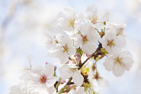 포토 JPG 해외이미지 자연 사람없음 야외 아웃포커스 봄 벚꽃 해외202004 해외포토 계절 꽃 촬영기법 생태계 파일형식 이미지허브