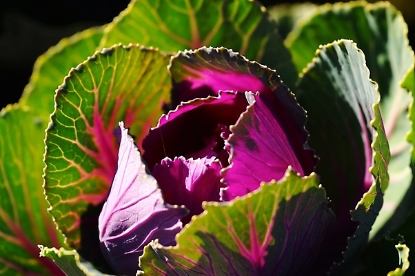 포토 JPG 해외이미지 분홍색 자연 사람없음 보라색 강렬 해외202004 해외포토 컬러 생태계 파일형식 이미지허브